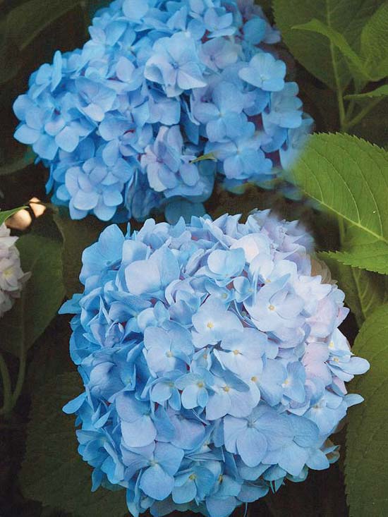 Gartenhortensie Endless Summer blau