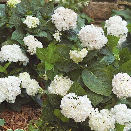 Hortensie-Blushing-Bride-blütenball-staudengarten-anlegen