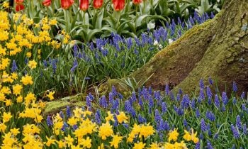 Hölländischer Garten einrichten