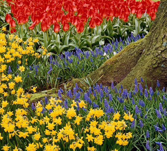 Hölländischer Garten einrichten