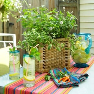 Pfefferminze Blumenkasten Mojitos Tisch im Freien