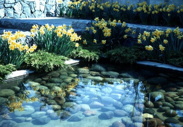 Wasser Teich Pflanzen-botanischer Garten Niederlande