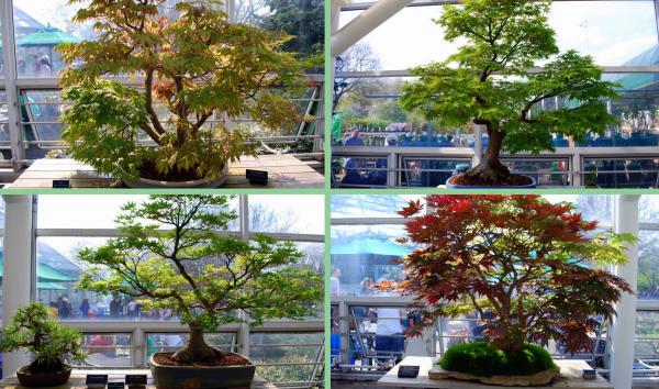 botanische-gärten-bonsay-museum-brooklyn-new-york