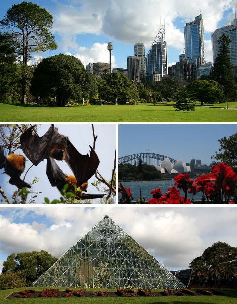 botanischer garten Sydney Australien