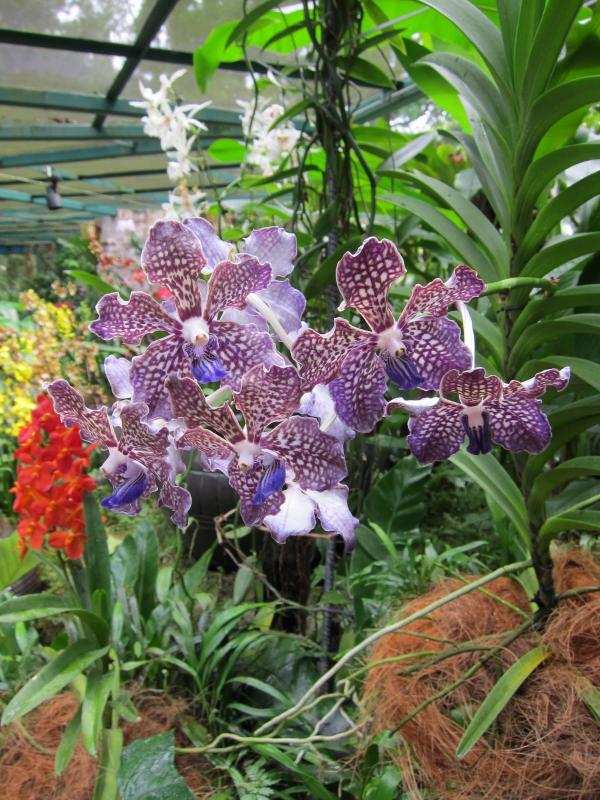 botanischer garten singapur orchideen arten