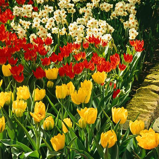 hölländische Tulpen-rot-gelb 