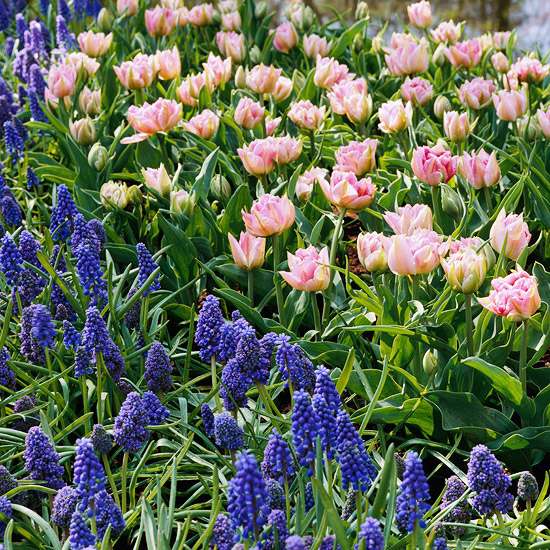 lila Flieder Garten Farbschemen