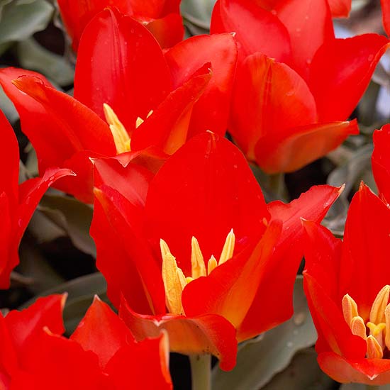 wunderschöne rote Tulpen Fotos