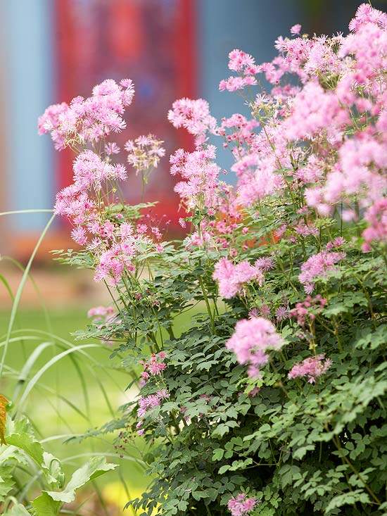 Blühender Gartendesign-rosa Blüten