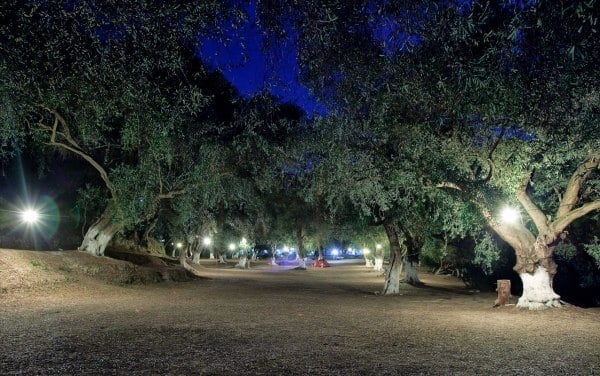 Campen Lithos Griechenland-Olivenbäume Schatten