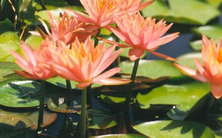 Colorado-Gartenteich-mit-Seerosen-lachs-rosa-blüten