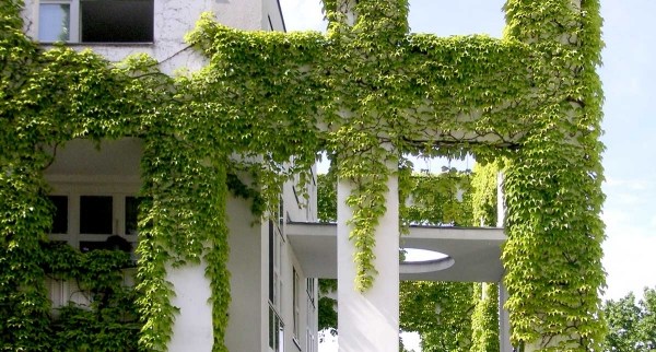 Fassade mit Efeu begrünen säulen klettern