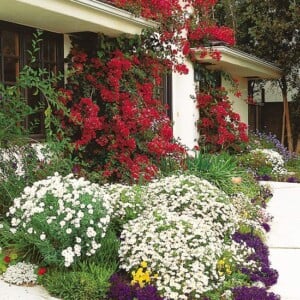 Garten Gestaltung Drillingsblumen rot weiße Gänseblumchen