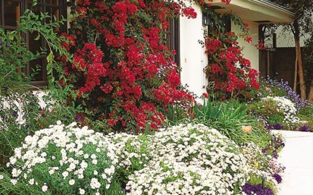 Garten Gestaltung Drillingsblumen rot weiße Gänseblumchen