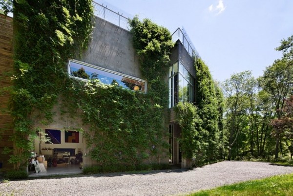 Haus begrünte Fassade Blauregen-Bepflanzung 