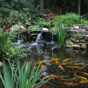 Koi Teich Fische Wassergarten