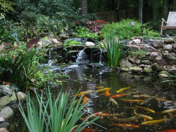 Koi Teich Fische Wassergarten Design