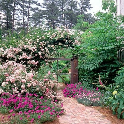 Rosen Blumen Gartenzaun-Frühling 