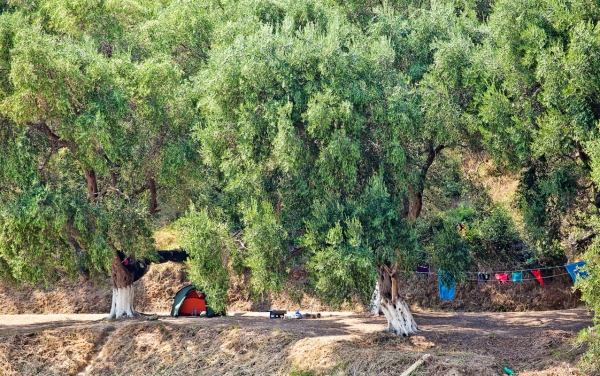 Schattenspendende Bäume-Zelten Enjoy Lithos Camp