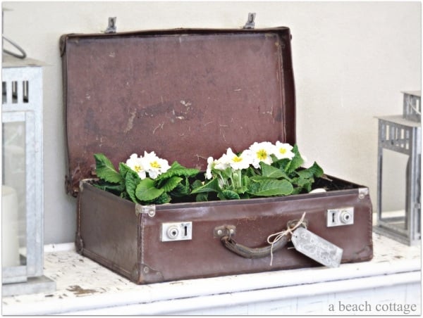 deko ideen für den alten koffer pflanzer benutzen