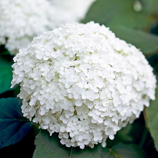 formale gärten gestaltungstipps weiße farben anabelle hortensie