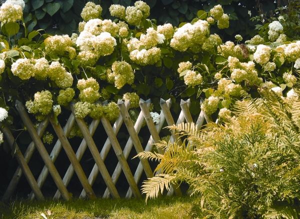 grüne hortensien holz zaun garten