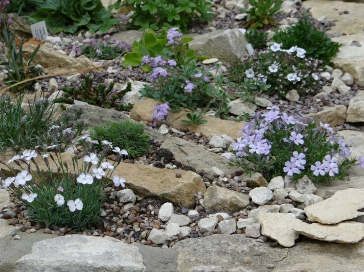 steingarten anlegen blumen weiss lila idee landschaftsgestaltung