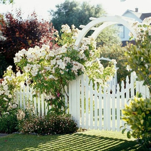weißer Gartenzaun-Kletterpflanzen weiße Blumen