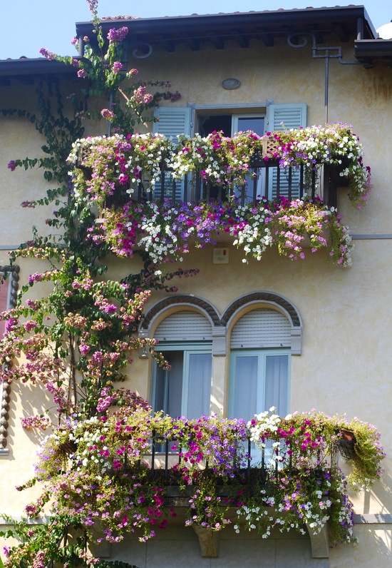 Balkonpflanzen verzieren lila weiß geländer