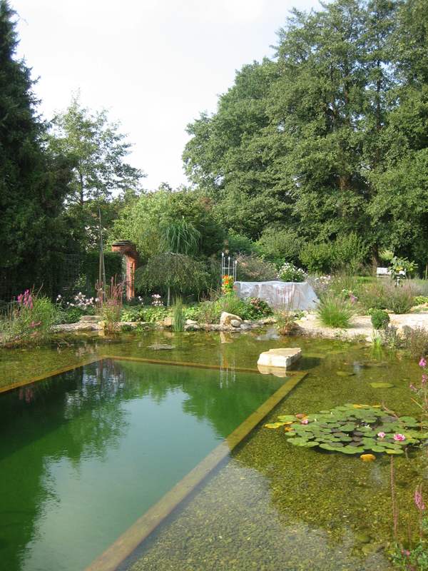Bio-Schwimmteich Garten seerosen kies boden landschaft