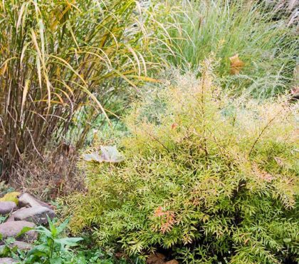 Teich mit Bachlauf im Garten anlegen - Tipps und Ideen