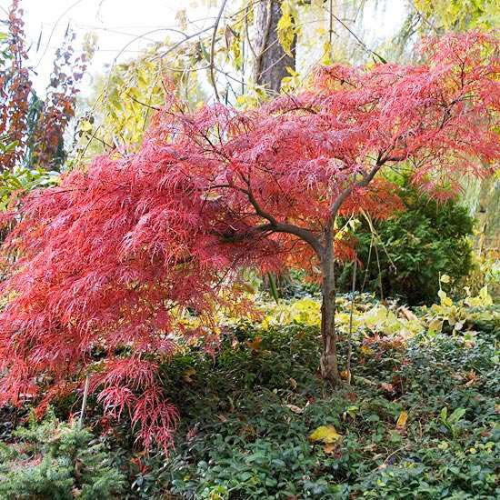 Garten im Herbst japanischer ahorn rot baumblätter