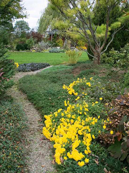 Garten Herbst niedrige pflanzungen baum gelbe chrysantemen