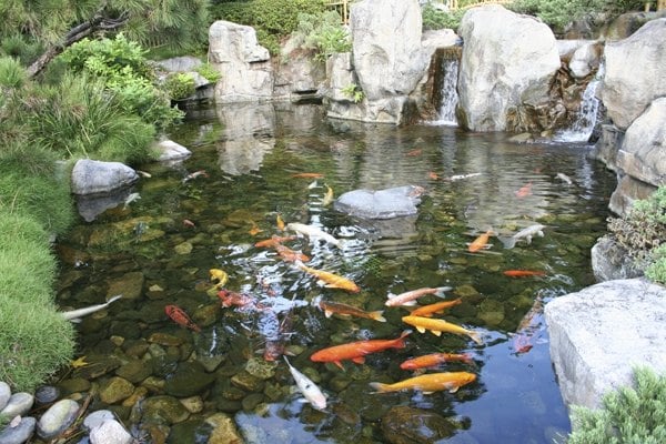 Garten japanischer Stil Fische 