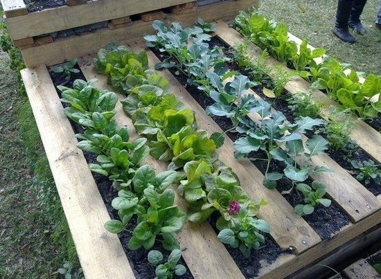 Holzpalette Gemüse anbauen Garten gestalten-Tipps