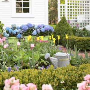 Ideen-für-den-Garten-blaue-hortensien-gitter-tulpen