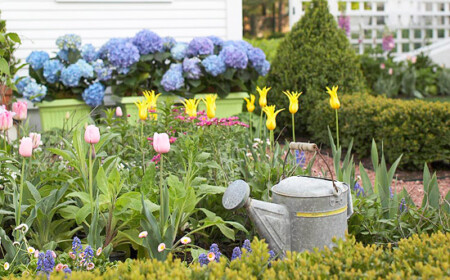 Ideen-für-den-Garten-blaue-hortensien-gitter-tulpen