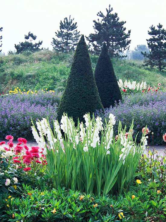 Ideen für den Garten gladiolen buchsbaum sommerblumen