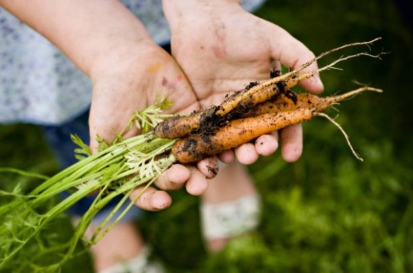 Karotten anbauen-Pflegen Garten arbeit
