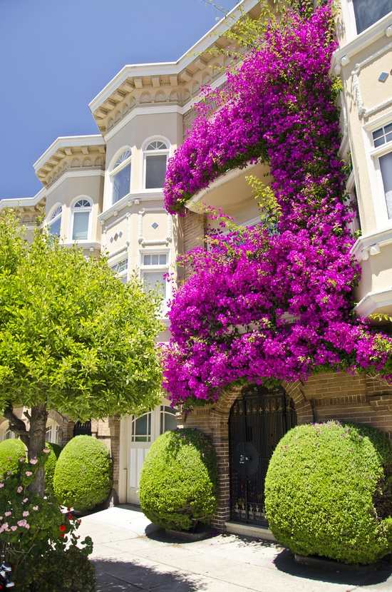Kletterpflanzen Balkon begrünung magisch lila fassade