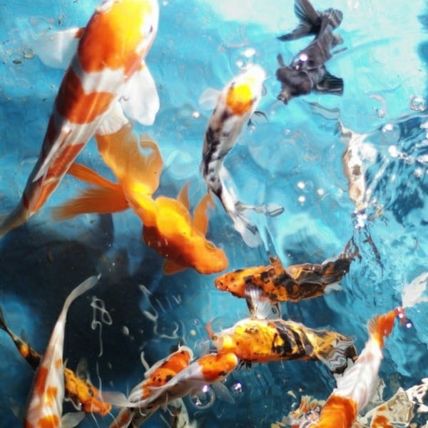 Koi Teich anlegen  Fische züchten Ideen