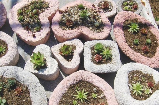 Mini Garten-Kakteen-anbauen Ideen