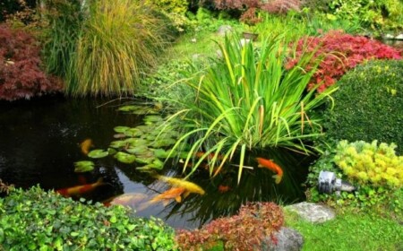 Pflanzen Gartenteich Koi anlegen Tipps