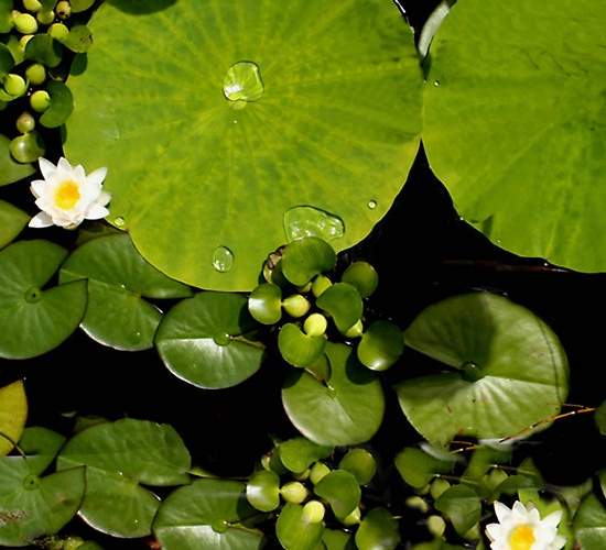 Seerosen-im-Gartenteich-pflanzanleitung-tipps