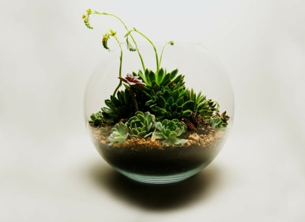Terrarium Pflanzen dekorieren Erde bepflanzen