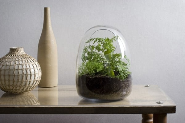Terrarium selbst bauen recycliertes Glas Dekoration