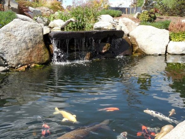 Wasserfall Gartenteich Koi Fische
