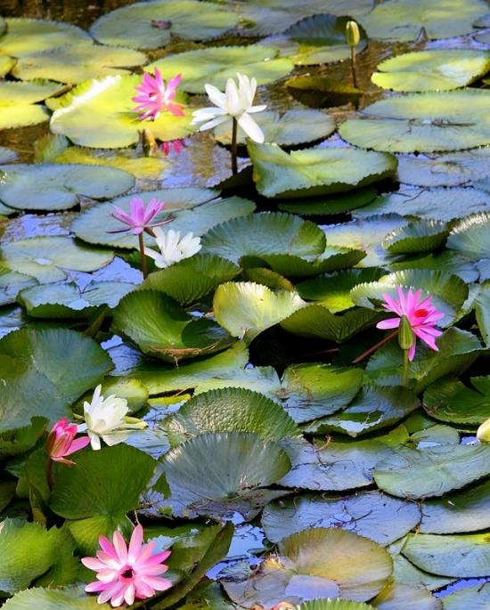 Seerosen Wasserlilien überwintern-Tipps
