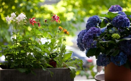 Balkon im Frühling