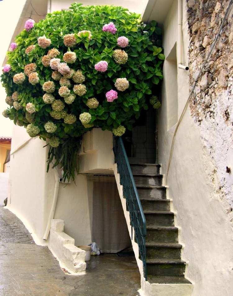 balkon-fruhling-blumen-hortensien-strauch-gross-gruen-rosa